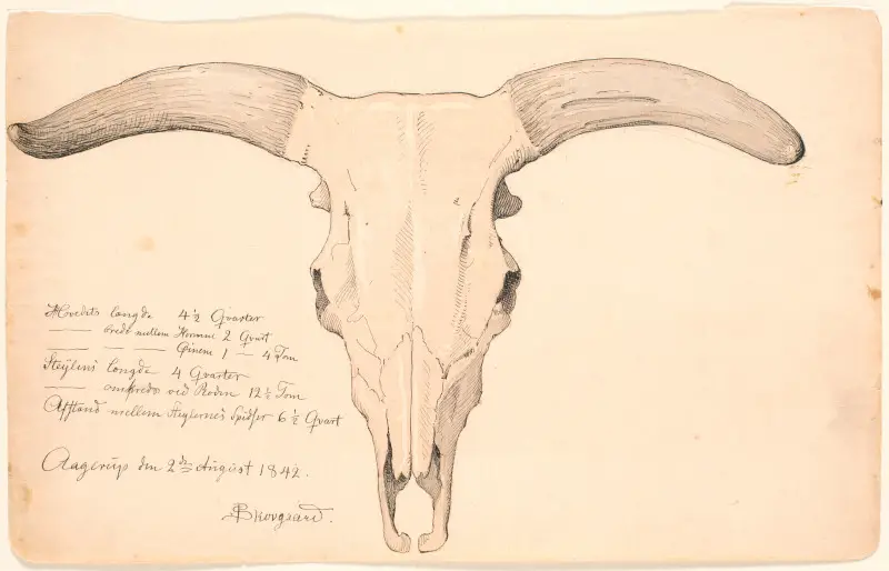 Skull of a cow by PC Skovgaard